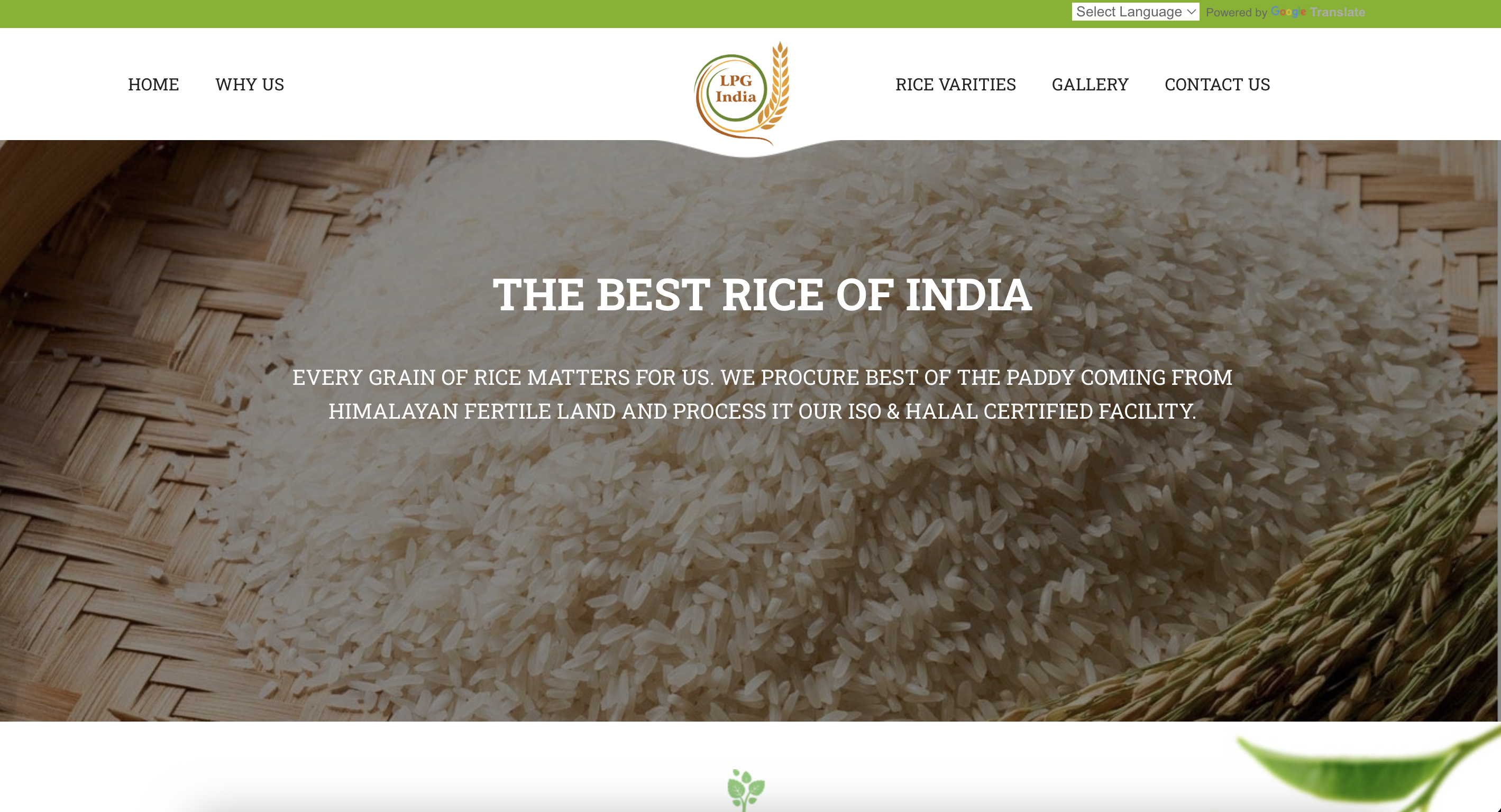 LPG Rice - Premium rice business website development
